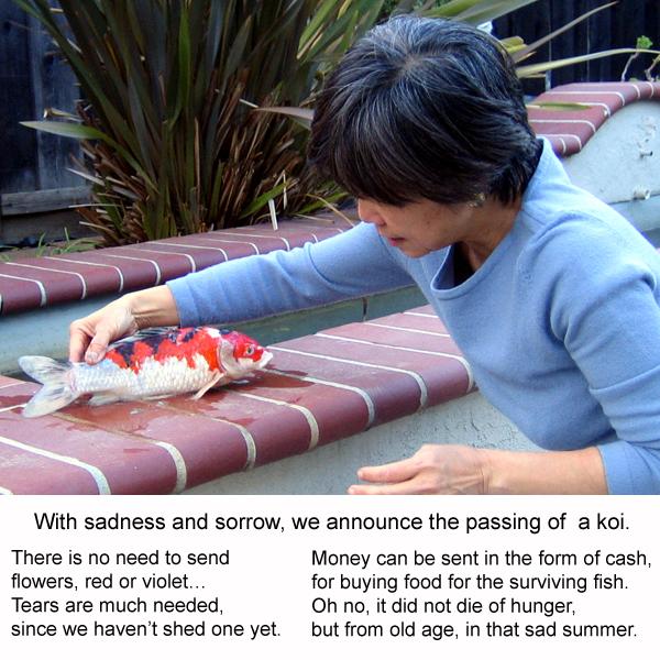 Passing of a Koi
