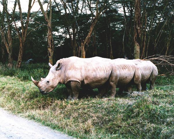 Twelve Legged Rhino